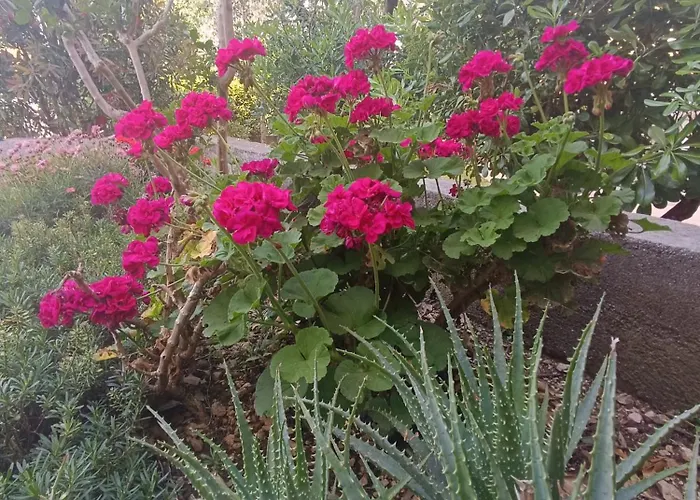 Kraljić I Apartament